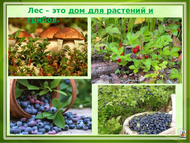 Лес – это  дом для растений и грибов . 