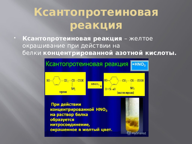 Ксантопротеиновая реакция Ксантопротеиновая реакция  – желтое окрашивание при действии на белки  концентрированной азотной кислоты. 