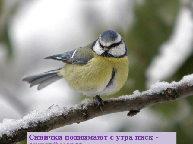 Синички поднимают с утра писк – ожидай мороз. 