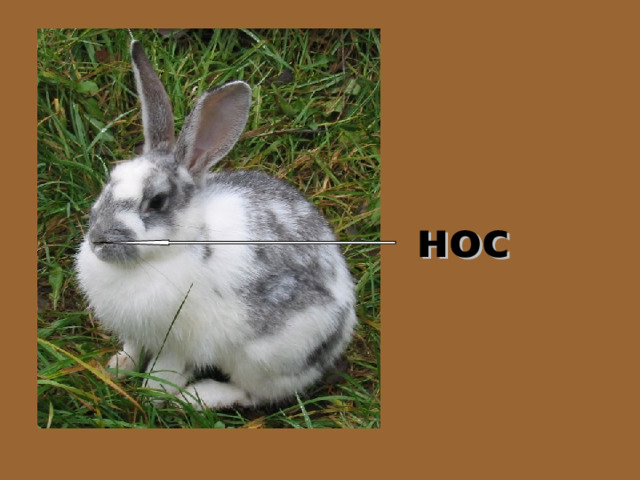 нос 