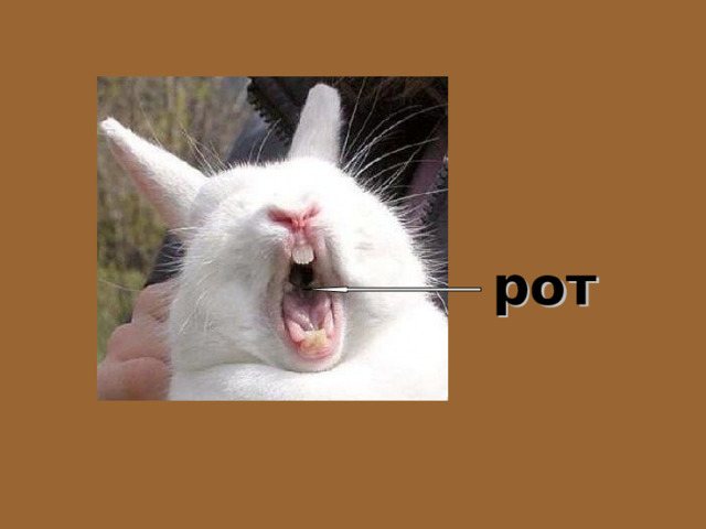 рот 