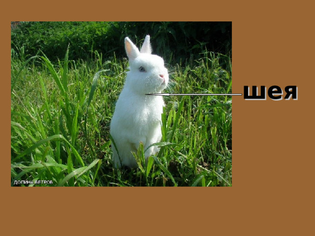 шея 