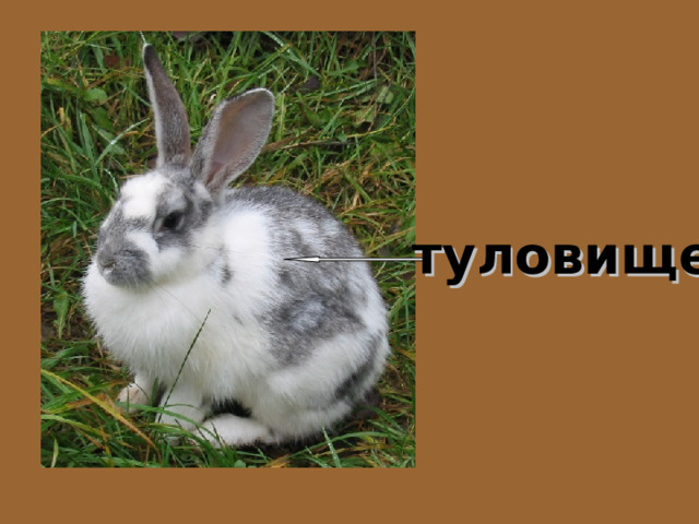 туловище 