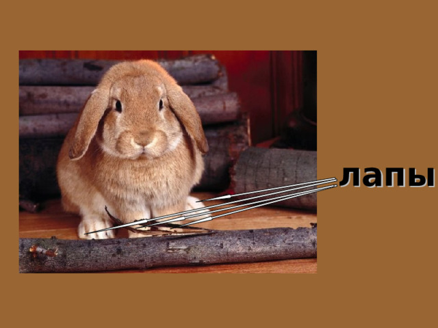 лапы 