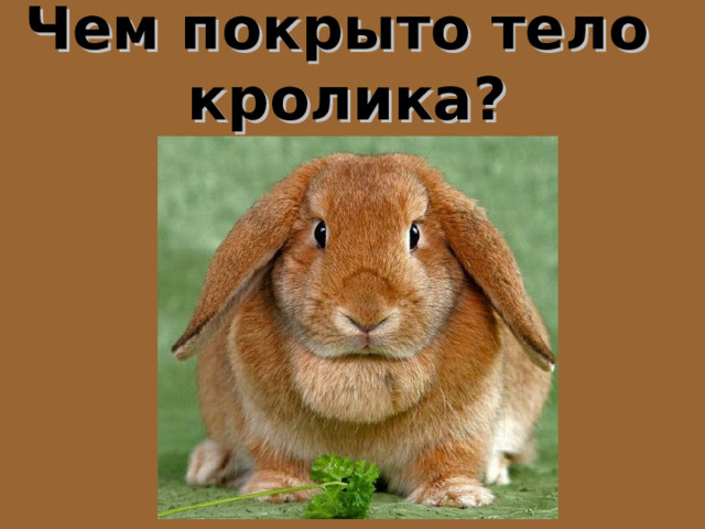 Чем покрыто тело кролика? 