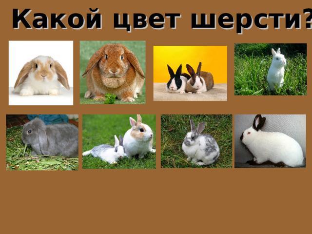 Какой цвет шерсти? 