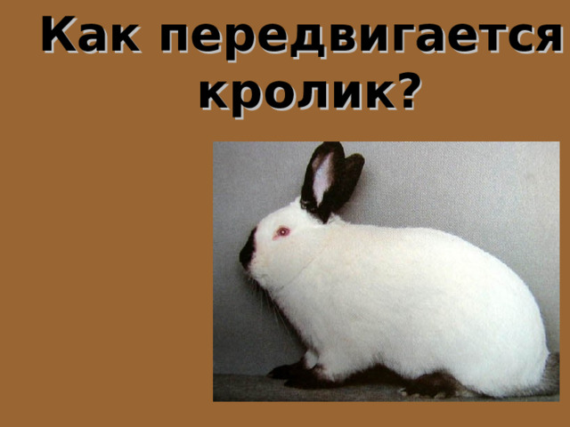 Как передвигается кролик? 
