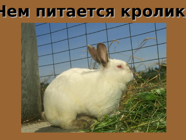 Чем питается кролик? 