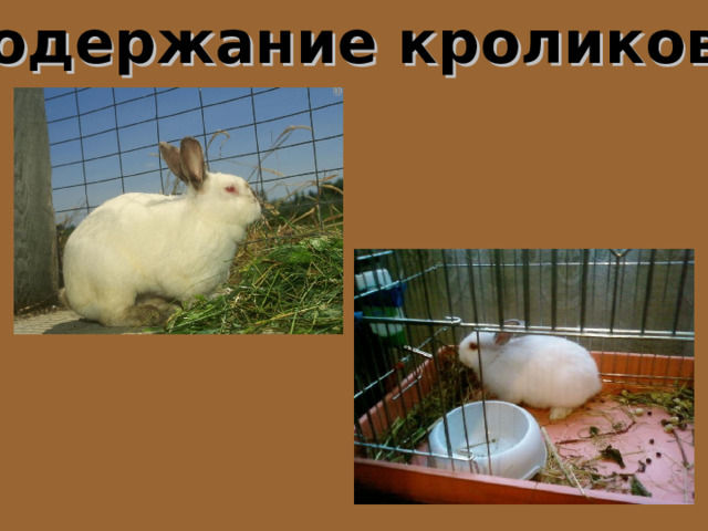 Содержание кроликов. 