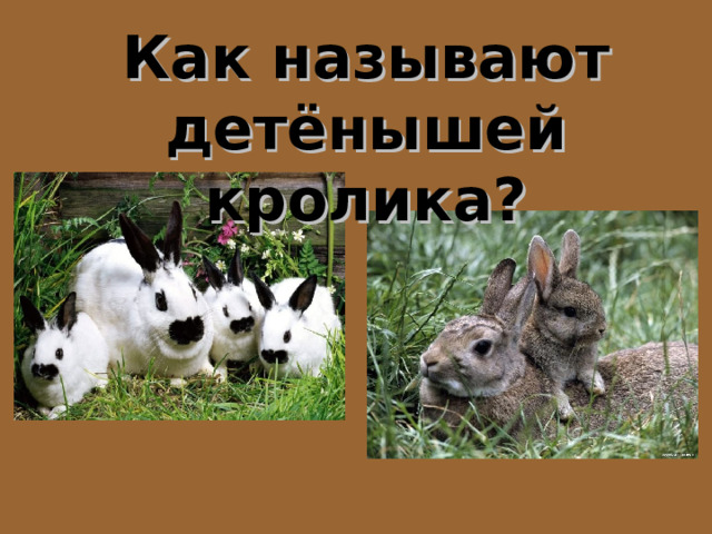 Как называют детёнышей кролика? 