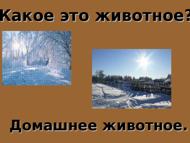 Какое это животное? Домашнее животное. 