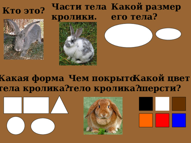 Части тела кролики. Какой размер его тела? Кто это? Какой цвет  шерсти? Какая форма тела кролика?  Чем покрыто тело кролика? 