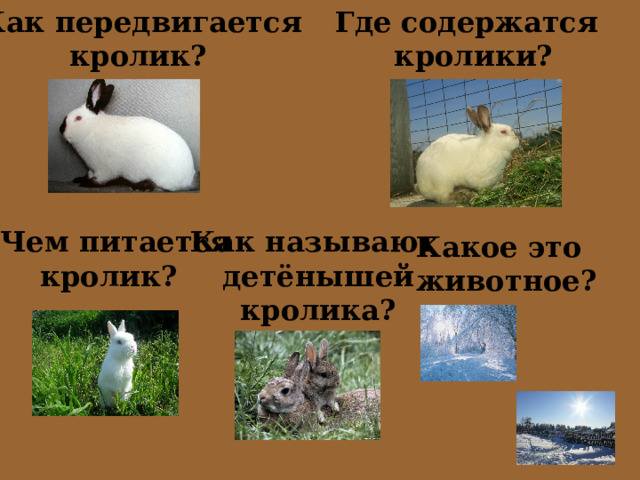 Как передвигается  кролик? Где содержатся  кролики? Чем питается  кролик? Как называют детёнышей кролика? Какое это животное? 