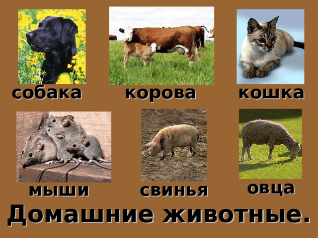 собака корова кошка овца мыши свинья Домашние животные. 