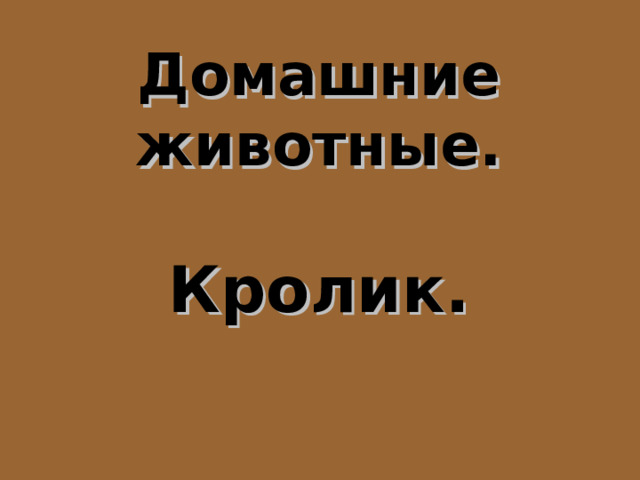 Домашние животные.  Кролик. 