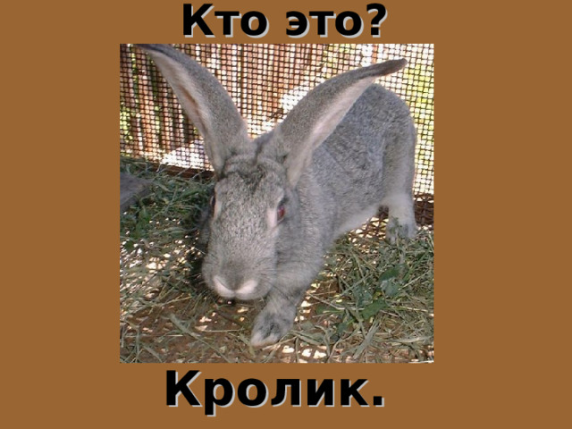 Кто это? Кролик. 