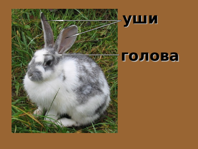 уши голова 