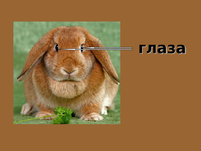 глаза 