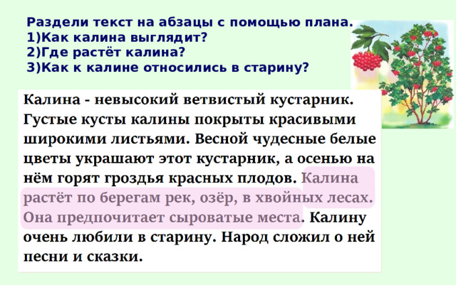 Раздели текст на абзацы с помощью плана.  1)Как калина выглядит?  2)Где растёт калина?  3)Как к калине относились в старину? 
