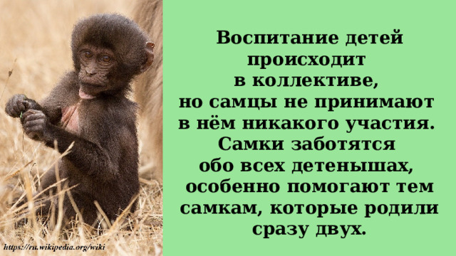 Воспитание детей происходит  в коллективе,  но самцы не принимают  в нём никакого участия.  Самки заботятся   обо всех детенышах,  особенно помогают тем самкам, которые родили сразу двух. 