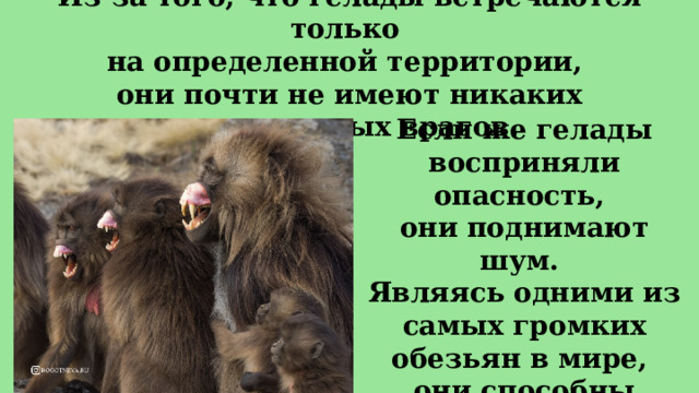 Из-за того, что гелады встречаются только  на определенной территории,  они почти не имеют никаких естественных врагов.  Если же гелады восприняли опасность, они поднимают шум. Являясь одними из самых громких обезьян в мире, они способны своими криками отпугнуть хищника.  
