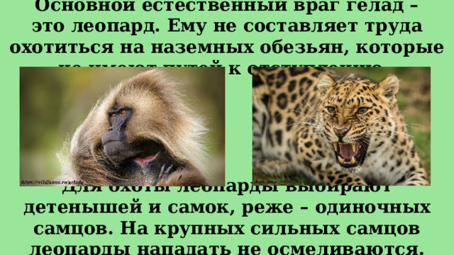 Основной естественный враг гелад – это леопард. Ему не составляет труда охотиться на наземных обезьян, которые не имеют путей к отступлению. Для охоты леопарды выбирают детенышей и самок, реже – одиночных самцов. На крупных сильных самцов леопарды нападать не осмеливаются. 