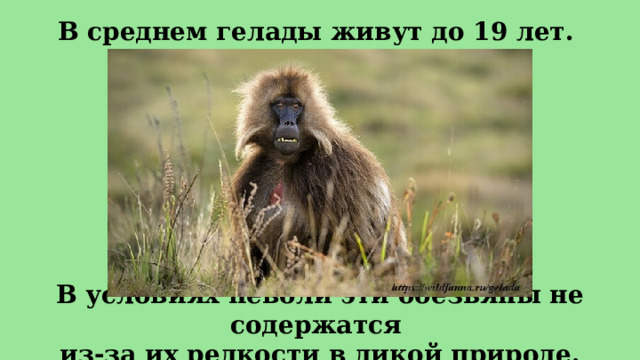 В среднем гелады живут до 19 лет. В условиях неволи эти обезьяны не содержатся из-за их редкости в дикой природе. 