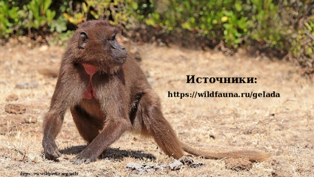 Источники:   https://wildfauna.ru/gelada 