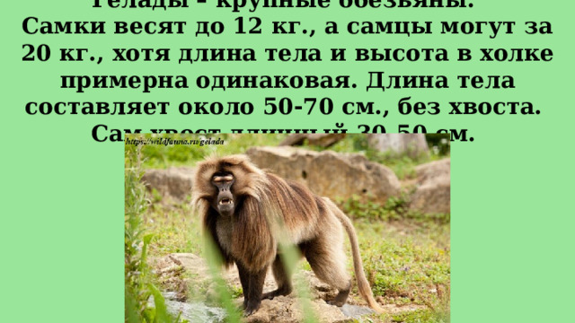 Гелады – крупные обезьяны.  Самки весят до 12 кг., а самцы могут за 20 кг., хотя длина тела и высота в холке примерна одинаковая. Длина тела составляет около 50-70 см., без хвоста.  Сам хвост длинный 30-50 см. 