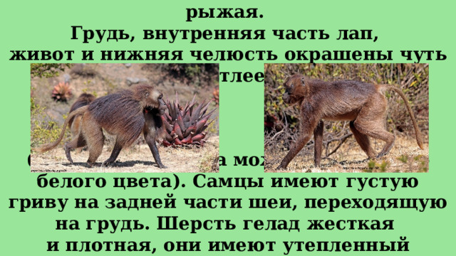 У гелад тёмная шерсть – бурая или темно-рыжая.  Грудь, внутренняя часть лап,  живот и нижняя челюсть окрашены чуть светлее (у самок расцветка может доходить до белого цвета). Самцы имеют густую гриву на задней части шеи, переходящую на грудь. Шерсть гелад жесткая и плотная, они имеют утепленный подшерсток. 