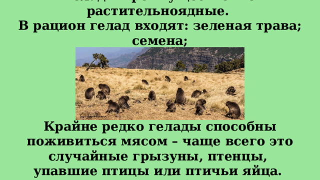 Гелады преимущественно растительноядные.  В рацион гелад входят: зеленая трава; семена;  коренья; сухая трава. Крайне редко гелады способны поживиться мясом – чаще всего это случайные грызуны, птенцы, упавшие птицы или птичьи яйца. Но такое поведение крайне редкое среди гелад. 