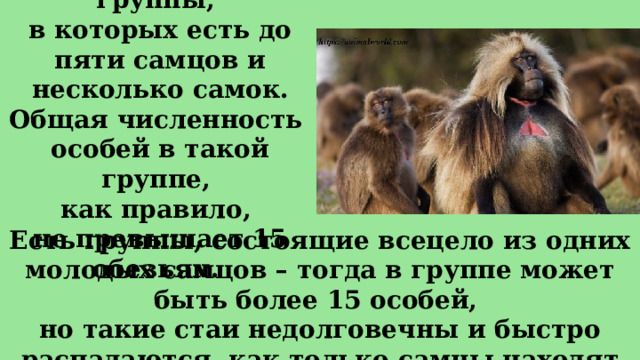 Гелады образуют группы,  в которых есть до пяти самцов и несколько самок. Общая численность  особей в такой группе,  как правило,  не превышает 15 обезьян.  Есть группы, состоящие всецело из одних молодых самцов – тогда в группе может быть более 15 особей, но такие стаи недолговечны и быстро распадаются, как только самцы находят себе самок. 