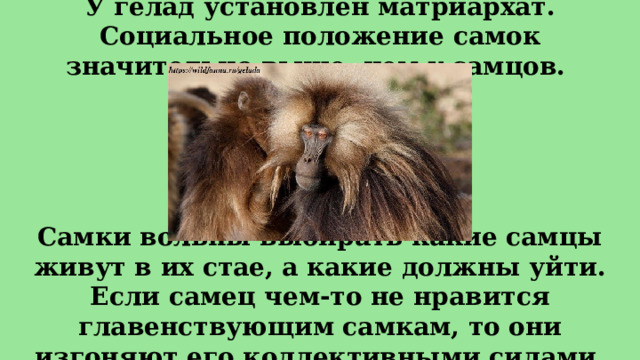 У гелад установлен матриархат. Социальное положение самок значительно выше, чем у самцов. Самки вольны выбирать какие самцы живут в их стае, а какие должны уйти. Если самец чем-то не нравится главенствующим самкам, то они изгоняют его коллективными силами. 