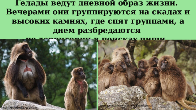 Гелады ведут дневной образ жизни.  Вечерами они группируются на скалах и высоких камнях, где спят группами, а днем разбредаются  по территории в поисках пищи.  