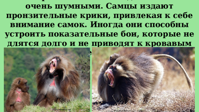 В сезон размножения гелады становятся очень шумными. Самцы издают пронзительные крики, привлекая к себе внимание самок. Иногда они способны устроить показательные бои, которые не длятся долго и не приводят к кровавым последствиям. 