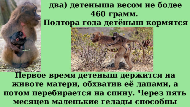 У гелад рождается один (реже — два) детеныша весом не более 460 грамм.  Полтора года детёныш кормятся молоком. Первое время детеныш держится на животе матери, обхватив её лапами, а потом перебирается на спину. Через пять месяцев маленькие гелады способны перемещаться самостоятельно. 