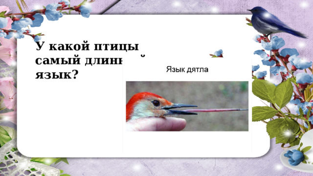 У какой птицы самый длинный язык? 