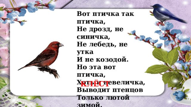 Вот птичка так птичка,  Не дрозд, не синичка,  Не лебедь, не утка  И не козодой.  Но эта вот птичка,  Хоть и невеличка,  Выводит птенцов  Только лютой зимой. КЛЁСТ 