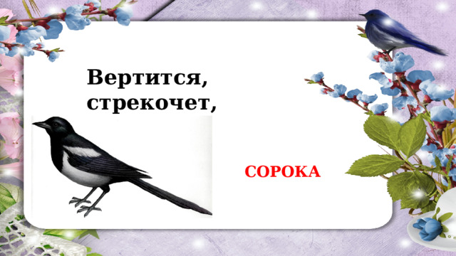 Вертится, стрекочет,  Весь день хлопочет. СОРОКА 