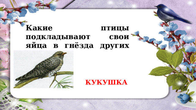 Какие птицы подкладывают свои яйца в гнёзда других птиц? КУКУШКА 