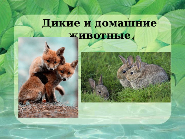 Дикие и домашние животные  