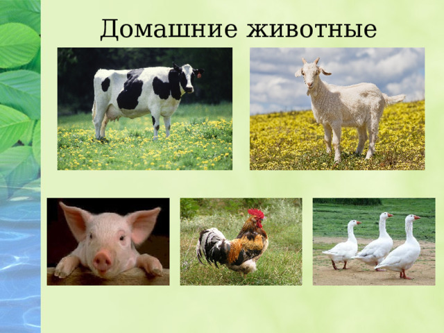 Домашние животные 