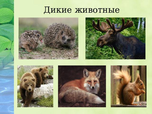 Дикие животные 