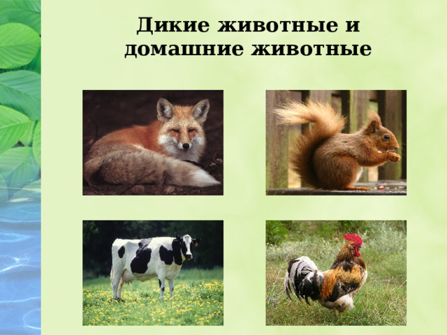 Дикие животные и домашние животные 