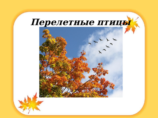 Перелетные птицы 