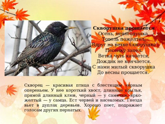 Скворушка прощается Осень, непогодушка, Тополь пожелтел, Вдруг на ветке скворушка Песенку запел. Ветка чуть качается, Дождик не кончается. С нами милый скворушка До весны прощается. Скворец — красивая птица с блестящим черным опереньем. У нее короткий хвост, длинные крылья, прямой длинный клюв, черный — у самочки, ярко-желтый — у самца. Ест червей и насекомых. Гнезда вьет в дуплах деревьев. Хорошо поет, подражает голосам других пернатых. 