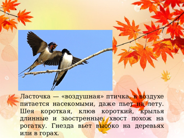 Ласточка — «воздушная» птичка, в воздухе питается насекомыми, даже пьет на лету. Шея короткая, клюв короткий, крылья длинные и заостренные, хвост похож на рогатку. Гнезда вьет высоко на деревьях или в горах. 