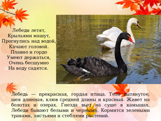 Лебеди летят, Крыльями машут, Прогнулись над водой, Качают головой. Плавно и гордо Умеют держаться, Очень бесшумно На воду садятся. Лебедь — прекрасная, гордая птица. Тело вытянутое, шея длинная, клюв средней длины и красный. Живет на болотах и озерах. Гнезда вьет на суше в камышах. Лебеди бывают белыми и черными. Кормится зелеными травами, листьями и стеблями растений. 