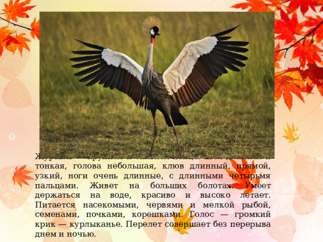 Журавль — крупная и сильная птица. Шея длинная и тонкая, голова небольшая, клюв длинный, прямой, узкий, ноги очень длинные, с длинными четырьмя пальцами. Живет на больших болотах. Умеет держаться на воде, красиво и высоко летает. Питается насекомыми, червями и мелкой рыбой, семенами, почками, корешками. Голос — громкий крик — курлыканье. Перелет совершает без перерыва днем и ночью. 