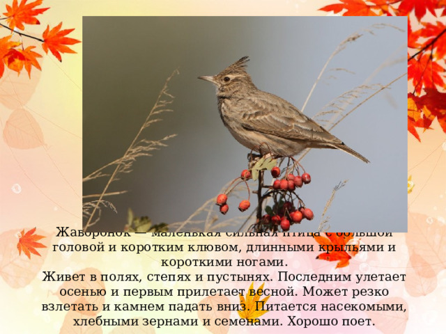 Жаворонок — маленькая сильная птица с большой головой и коротким клювом, длинными крыльями и короткими ногами. Живет в полях, степях и пустынях. Последним улетает осенью и первым прилетает весной. Может резко взлетать и камнем падать вниз. Питается насекомыми, хлебными зернами и семенами. Хорошо поет. 